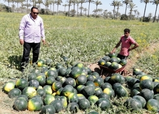 وكيل زراعة دمياط: البطيخ سليم وإنتاجية الفدان تصل لـ25 طنا