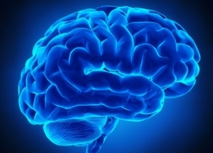 التعرف على حجم الدماغ البشري بطريقة 3D