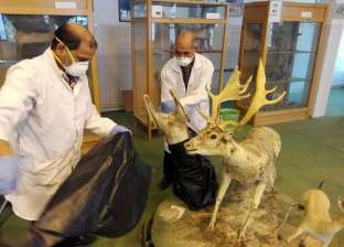 إعدام العينات التالفة بعد نقلها خارج متحف الحياة البرية ببيطري القناة