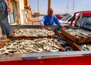 توزيع 10 أطنان سمك مدعم أسبوعيا على منافذ البيع بجنوب سيناء