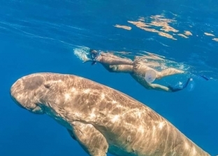 ظهور «عروس البحر» في مياه مرسى علم.. عمرها يصل لـ100 عام ومهددة بالانقراض