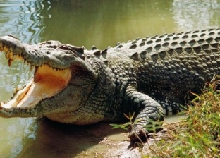 بالصور| تمساح يفترس "عالمة أحياء" أثناء محاولتها إطعامه