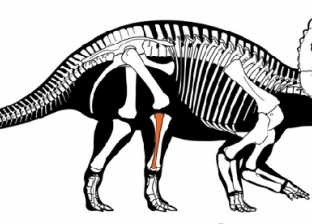عمره 76 مليون سنة.. اكتشاف ديناصور مصاب بالسرطان لأول مرة في التاريخ