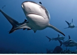 أستاذ طب الأحياء المائية: 20 نوعا من القروش مهددة بالانقراض