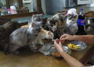في اليوم العالمي للحيوانات.. «مارسيل» تتبنى 12 قطة: «أحلى حاجة في حياتي»