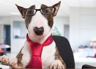 "خلي كلب في مكتبك".. الحيوانات الأليفة تخفف التوتر وضغوطات العمل