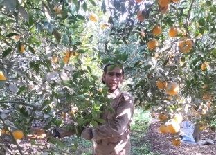 انطلاق موسم حصاد البرتقال في القليوبية.. وش الخير ويوفر العملة الصعبة