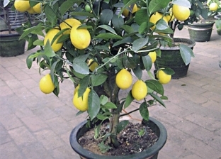 ليه تشترى الليمون لما ممكن تزرعه: «الشتلة بـ5 جنيه»