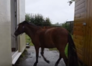 بالفيديو| حصان يعمل مرشدا لكفيف بريطاني.. "أذكي من الكلاب البوليسية"