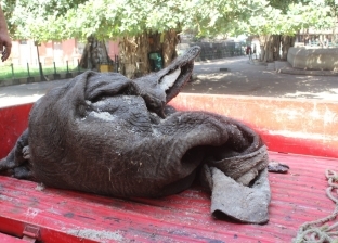 إرسال جلد الفيلة نعيمة لمدابغ الروبيكي تمهيدا لتحنيطها