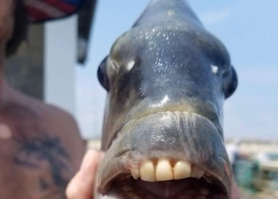 صياد يعثر على سمكة مرعبة بأسنان بشرية «صور»