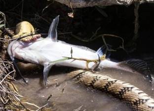 بالصور| ثعبان مائي يبتلع سمكة "القط" الضخمة