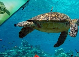 العلماء يستخدمون السلاحف البحرية لقياس التغييرات بدرجة حرارة المحيطات