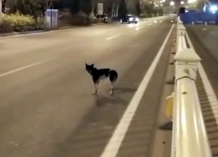 بالصور| كلب ينتظر عودة صاحبه المتوفي على الطريق 60 يوما
