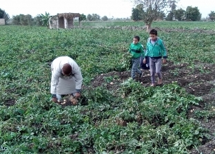 «زراعة كفر الشيخ»: الشريط الأخضر بالبرلس ينتج 20% من خضروات مصر