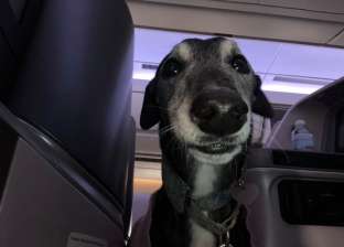 كلب يحتفل بعيد ميلاده على متن طائرة: كان راكب في درجة رجال الأعمال