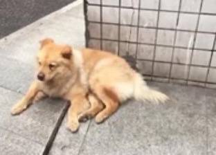 بالفيديو| كلب مخلص ينتظر صاحبه 12 ساعة يوميا في محطة مترو