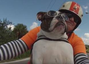 بالفيديو| كلب يرتدي نظارة ويستقل دراجة نارية