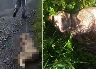 فيديو.. صياد يطلق النار على كلبته ويجرها بحبل من عنقها في إسبانيا