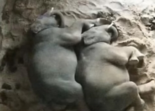 لقطات تظهر لحظة احتضان إخوة من الفيلة داخل حديقة حيوان سيدني