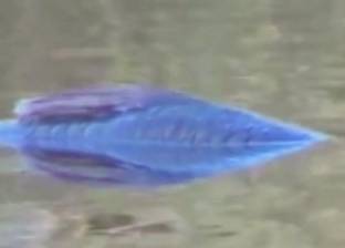 بالفيديو| كائن مائي غريب في بحيرة بأمريكا يثير جدلا