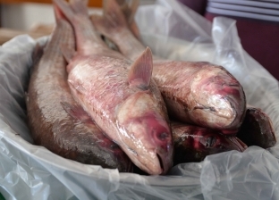 5 نصائح للصائمين أثناء تناول الفسيخ في شم النسيم.. احذروا سمك الأرنب