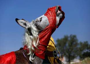 بالصور| بلدة مكسيكية تحتفل بـ"الحمير" في عيد العمال
