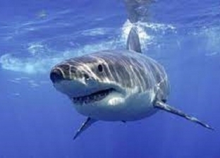 الإنسان ليس فريسته المٌفضلة.. لماذا قد يهاجم سمك القرش البشر؟