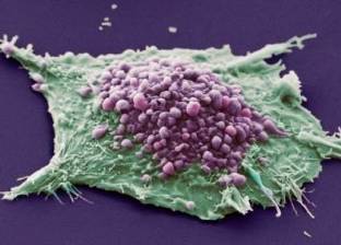 دراسة جديدة تكشف طريقة جديدة لمنع موت الخلايا المناعية