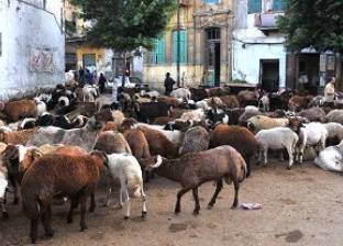 الأمراض والركود يضربان سوق الماشية قبل العيد