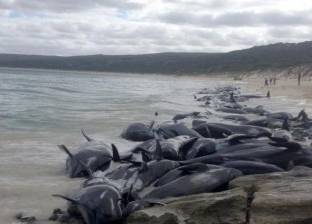 الحصبة تقتل عشرات الحيتان قبالة شواطئ توسكانا الإيطالية