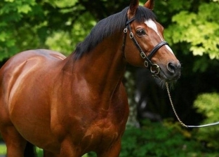 بيع "حصان" إنجليزي بـ800 ألف يورو في مزاد علني