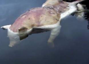 بالفيديو| العثور على خنزير بـ"أيدي بشرية" في بحيرة بالولايات المتحدة