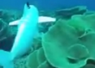 باحثون يبتكرون "السمكة الروبوت" لاستكشاف الحياة البحرية