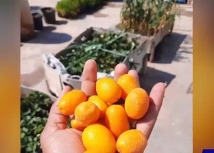 «علاء» حول سطح بيته إلى مزرعة خضروات وفاكهة: «حاجتي كلها أورجانيك»