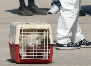 إنقاذ كلبة علقت في عرض البحر الأبيض المتوسط أثناء نقل 58 مهاجرا