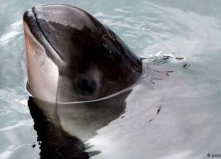 موجات صوتية لحماية الحيتان من الوقوع في شباك الصيد