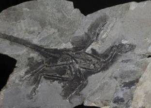 اكتشاف حفرية عمرها 225 مليون سنة لأول نوع من الزواحف الطائرة