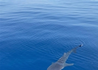 القرش الحوتي يظهر في شواطئ الغردقة (صور)