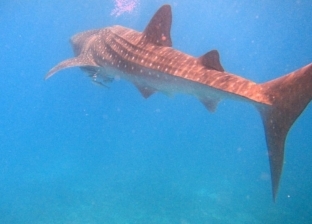 أول صورة لإصابة سمكة القرش لمواطن في الساحل الشمالي