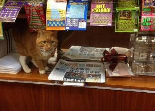 بالصور| القط "بوبو" يعمل في متجر منذ 9 أعوام بدون أجازة