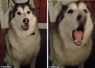 فيديو: كلب متكلم ينطق اسم صاحبه "أندرو"