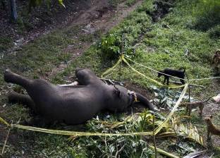 السلطات الهندية تقتل فيلا بعد تسببه في قتل 15 شخصا