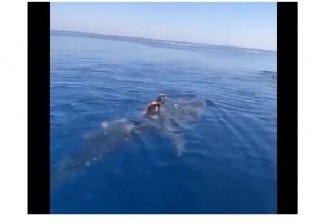 فيديو.. سعودي يقفز على ظهر حوت ويأخذ جولة داخل البحر