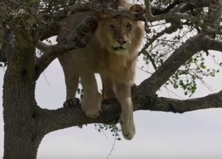 بالفيديو| لحظات خوف في عيون أسد يخشى النزول من أعلى شجرة