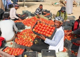 تراجعت 20 جنيها.. تجار يكشفون انخفاض سعر ورق العنب والطماطم اليوم