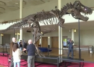 أغلى 293 عظمة في العالم.. صاحبها «ديناصور نادر» وقيمتها 6 ملايين دولار