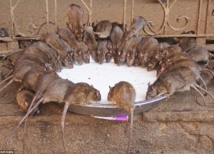 الزراعة تبدأ حملة لمكافحة الفئران لحماية محصول القمح