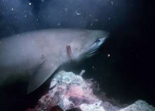بالفيديو| معركة بين صياد وأسماك القرش من يفوز