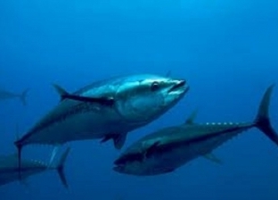 الزراعة توضح المواصفات المطلوبة لصيد سمكة التونة الزرقاء